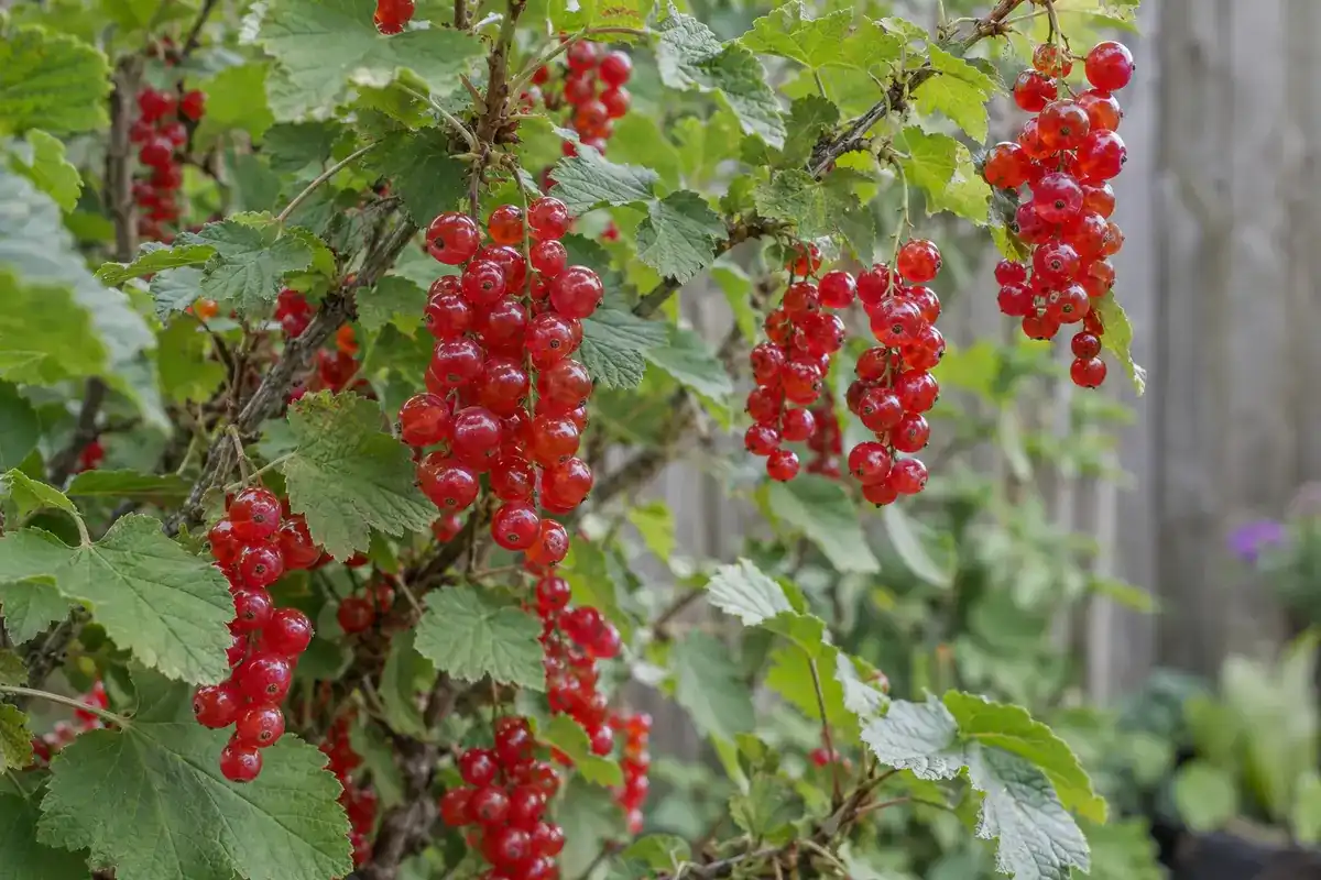 Aalbessenstruik met hangende trossen doorschijnende rode bessen (impressie)