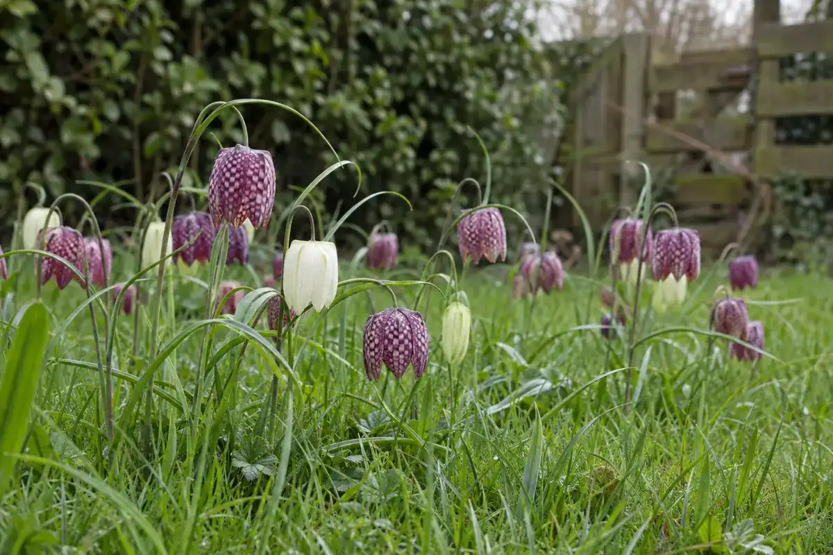 Kievitsbloemen met paars geblokte en witte klokjes in vochtig gras (impressie)