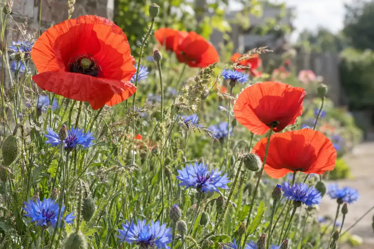 Rode klaprozen en blauwe korenbloemen door elkaar in een zonnige hoek van de tuin (impressie)