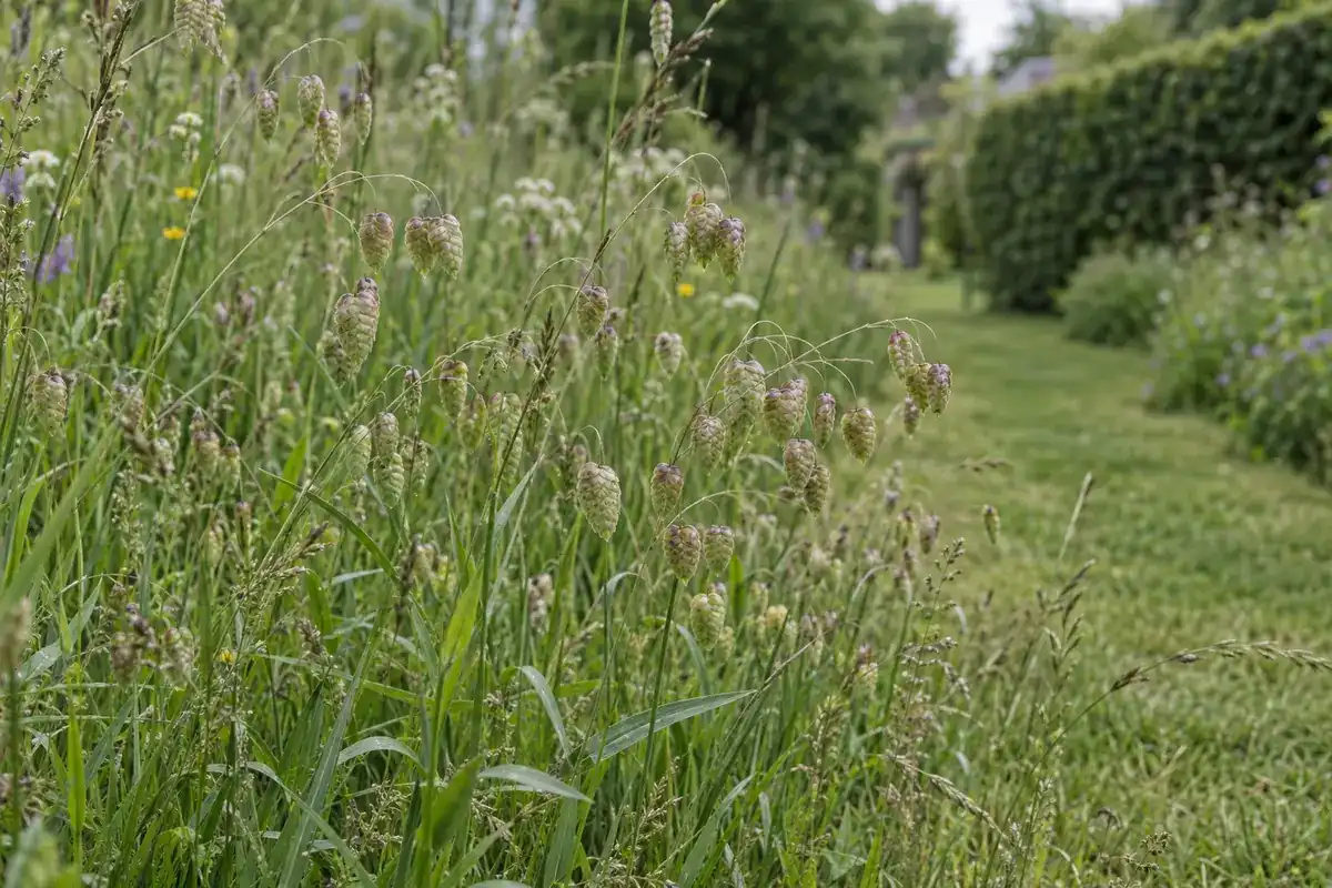 Bevertjes in bloei in een stukje hooiland, met hangende hartvormige aartjes (impressie)