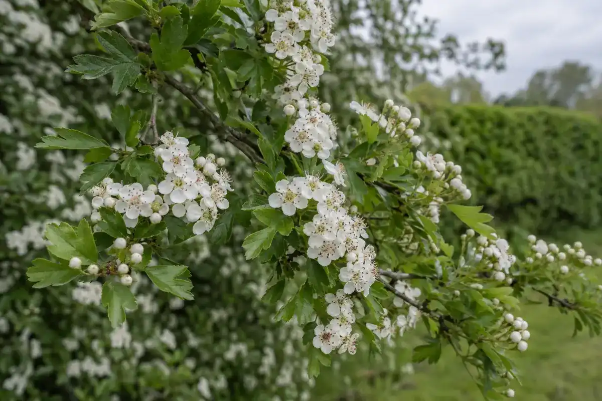 Tak van een meidoorn in mei, vol trossen kleine witte bloemen (impressie)
