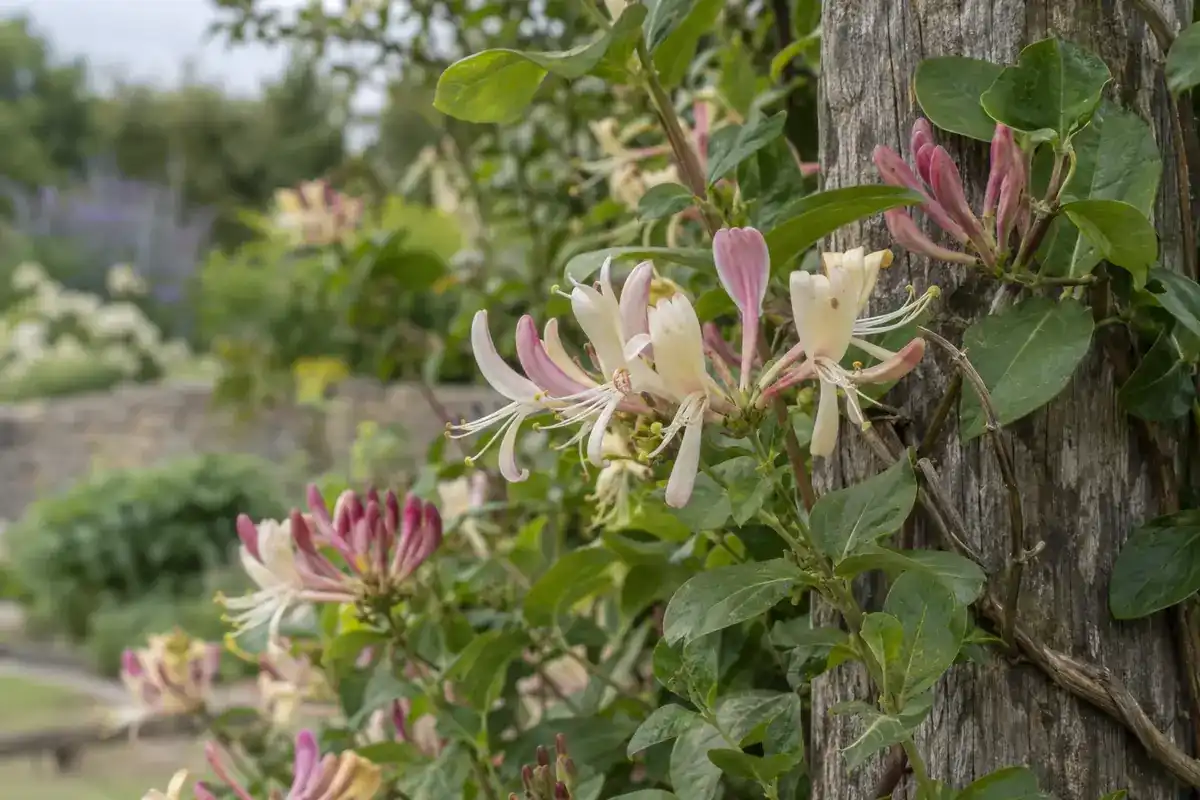 Wilde kamperfoelie in bloei, met crème en roze bloemen, om een houten paal gewonden (impressie)