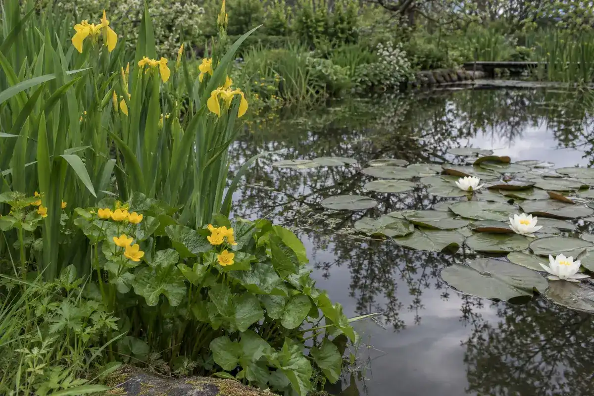 Rand van een tuinvijver met bloeiende gele lis, dotterbloemblad en bladeren van de witte waterlelie (impressie)