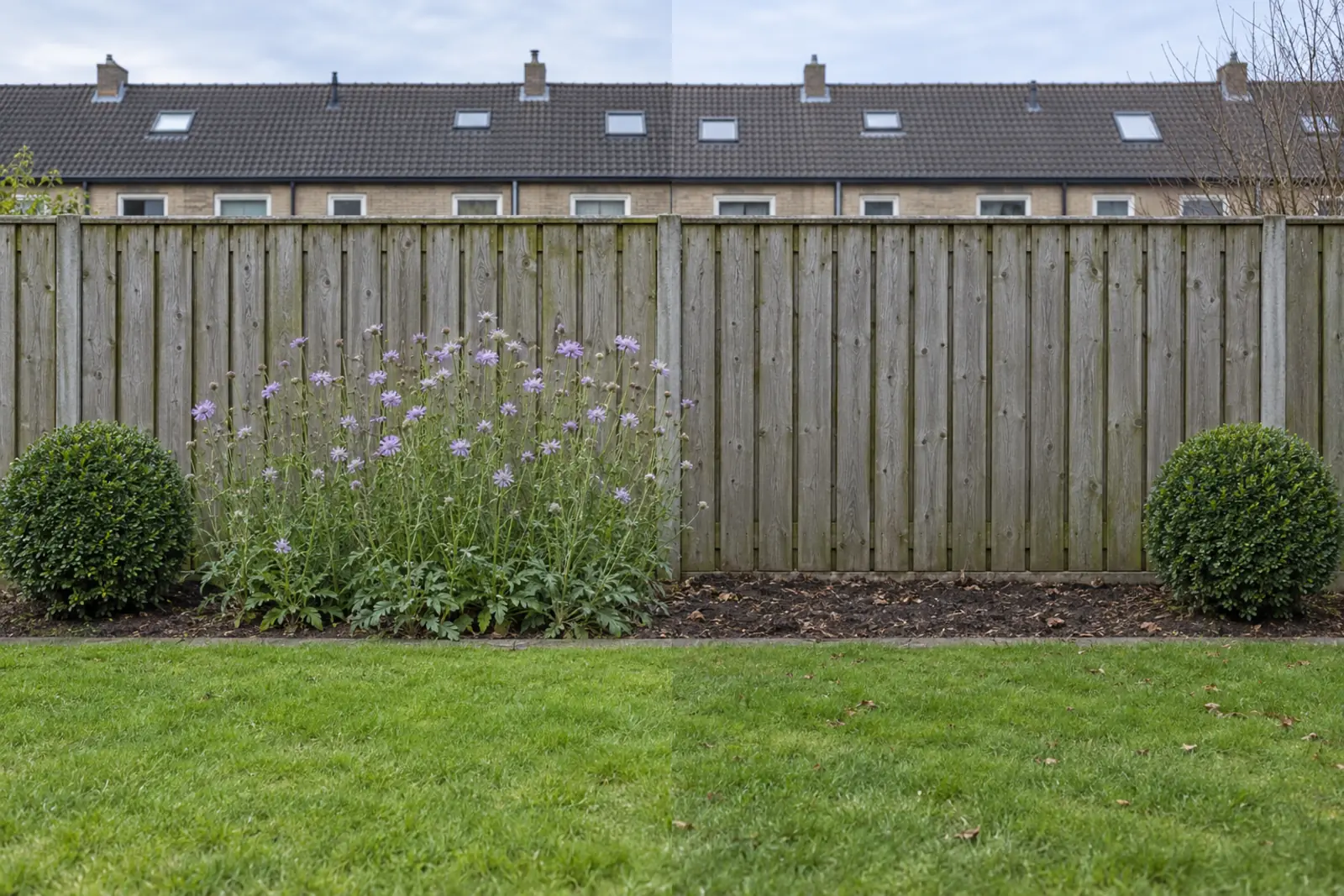 Een border voor een houten schutting in twee helften: links in juli een groep bloeiende lichtpaarse beemdkroon, rechts dezelfde border in januari met kale grond en wat bruin blad, met aan beide uiteinden een buxusbol