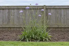 Eén pol beemdkroon alleen in een leeg bed voor een houten schutting, in juli, met lange stelen en platte lichtpaarse bloemhoofdjes