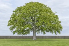 Eén beuk als losse boom op een gazon voor een houten schutting, begin mei, met een gladde grijze stam en een brede kroon in fris jong blad