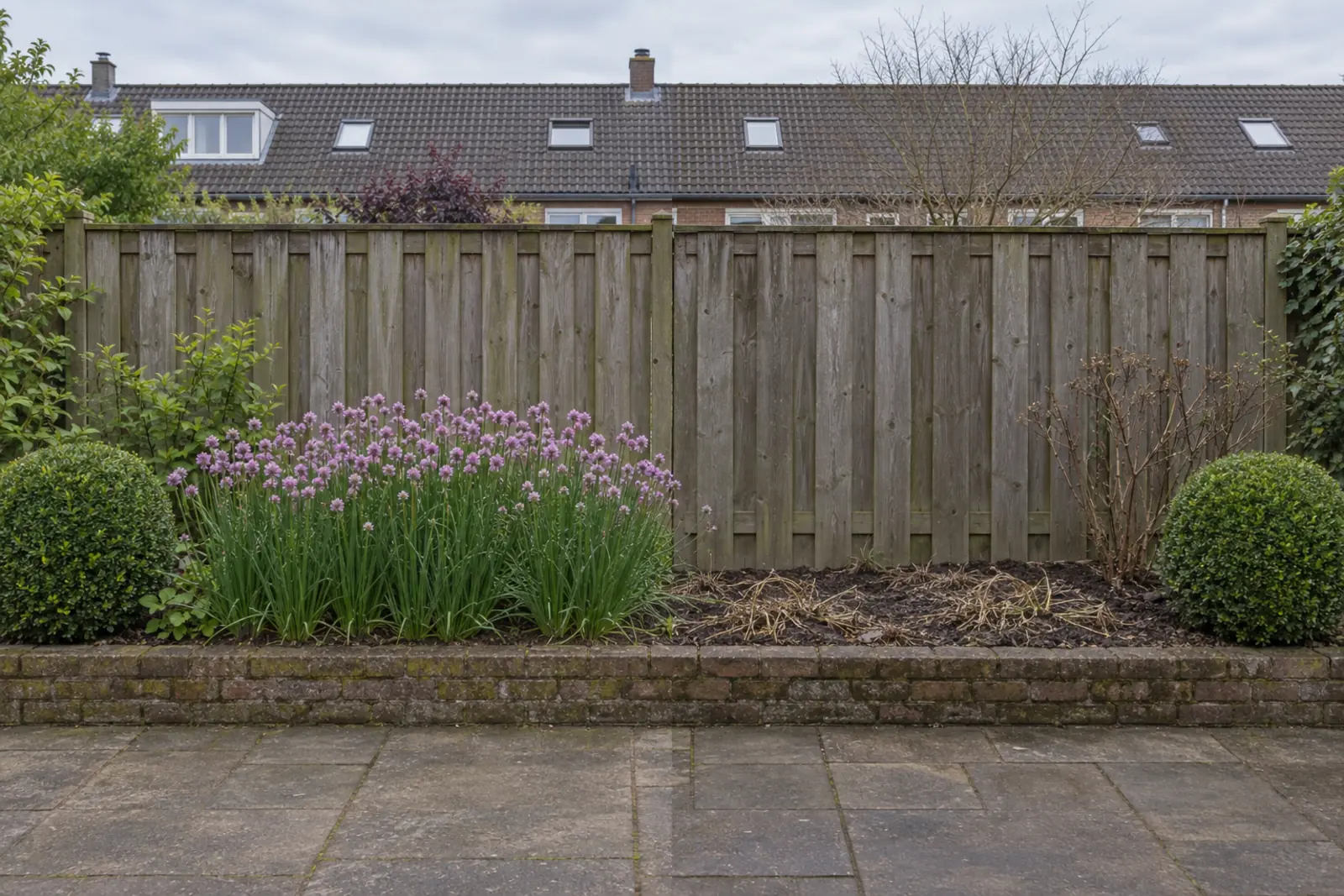 Een smalle border voor een houten schutting in twee helften: links in mei een brede strook bloeiende bieslook met lila bloemhoofdjes, rechts dezelfde border in januari met kale grond en wat plat, strokleurig oud blad, met aan beide uiteinden een groene buxusbol