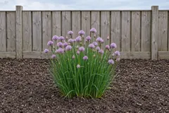 Eén pol bieslook alleen in een leeg bed met houtsnippers voor een houten schutting, begin juni, met dun rond blad en veel ronde lila bloemhoofdjes en knoppen