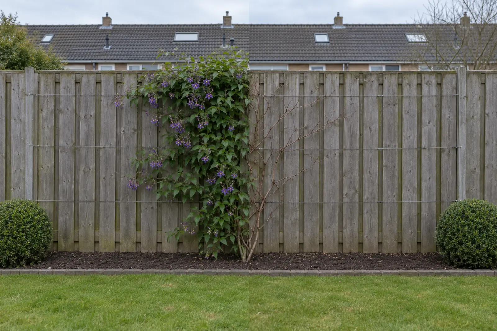 Eén border voor een houten schutting met een bitterzoet in het midden: links in juli vol blad en paarse bloemen, rechts dezelfde plant in januari als kale bruine stengels aan de draden, met een buxusbol aan elk uiteinde