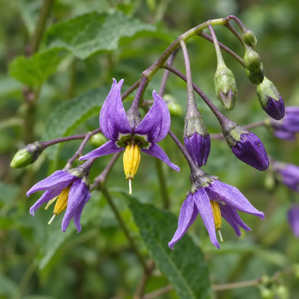 Hangende tros bitterzoetbloemen in juni: paarse sterretjes met naar achteren gebogen slippen rond een gele kegel, met paarse en groene knoppen
