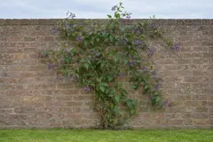 Eén bitterzoet klimt tegen een bakstenen tuinmuur boven een gazon, begin juli, met hangende trossen paarse stervormige bloemen met een geel hart