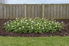 Eén lage groep bosanemoon in een bed met houtsnippers voor een houten schutting, half april, met diep ingesneden blad en veel witte bloemen met een geel hart
