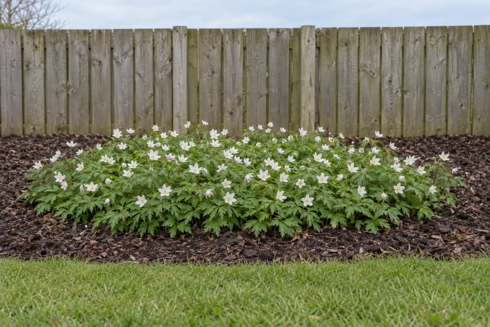 Eén lage groep bosanemoon in een bed met houtsnippers voor een houten schutting, half april, met diep ingesneden blad en veel witte bloemen met een geel hart