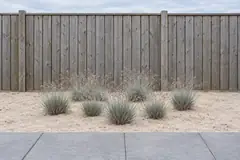 Zeven lage pollen buntgras in een bed van licht zand voor een houten schutting, eind juni, met blauwgrijze bladeren en fijne, paarsgrijze pluimen
