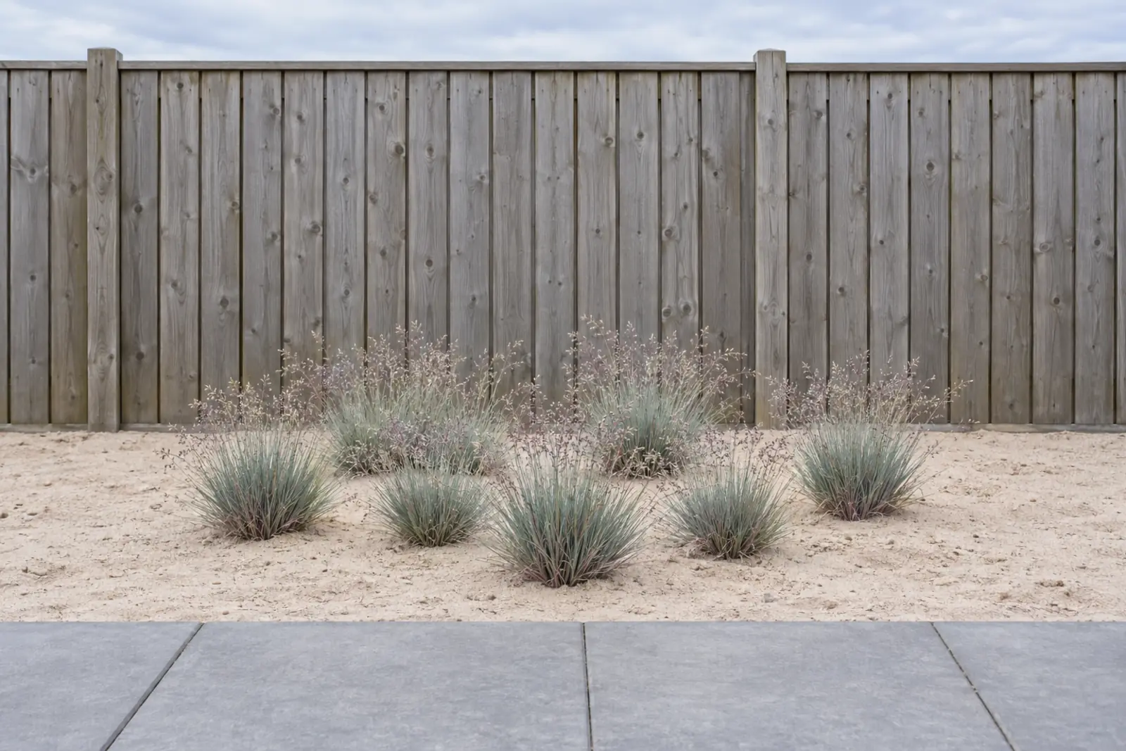 Zeven lage pollen buntgras in een bed van licht zand voor een houten schutting, eind juni, met blauwgrijze bladeren en fijne, paarsgrijze pluimen