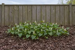 Eén lage groep dalkruid in een leeg bed met houtsnippers voor een houten schutting, eind mei, met hartvormig blad en trosjes witte sterretjes