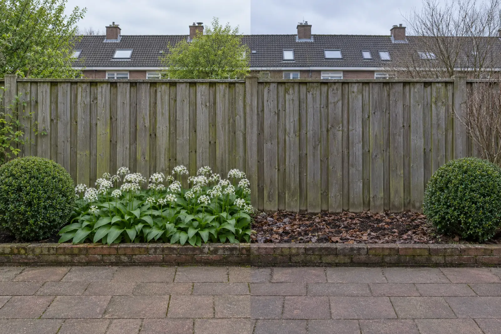 Een border voor een houten schutting in twee helften: links in mei een pol bloeiende daslook met witte sterbloemen, rechts in januari kale grond met bruin blad, met aan beide uiteinden een groene buxusbol