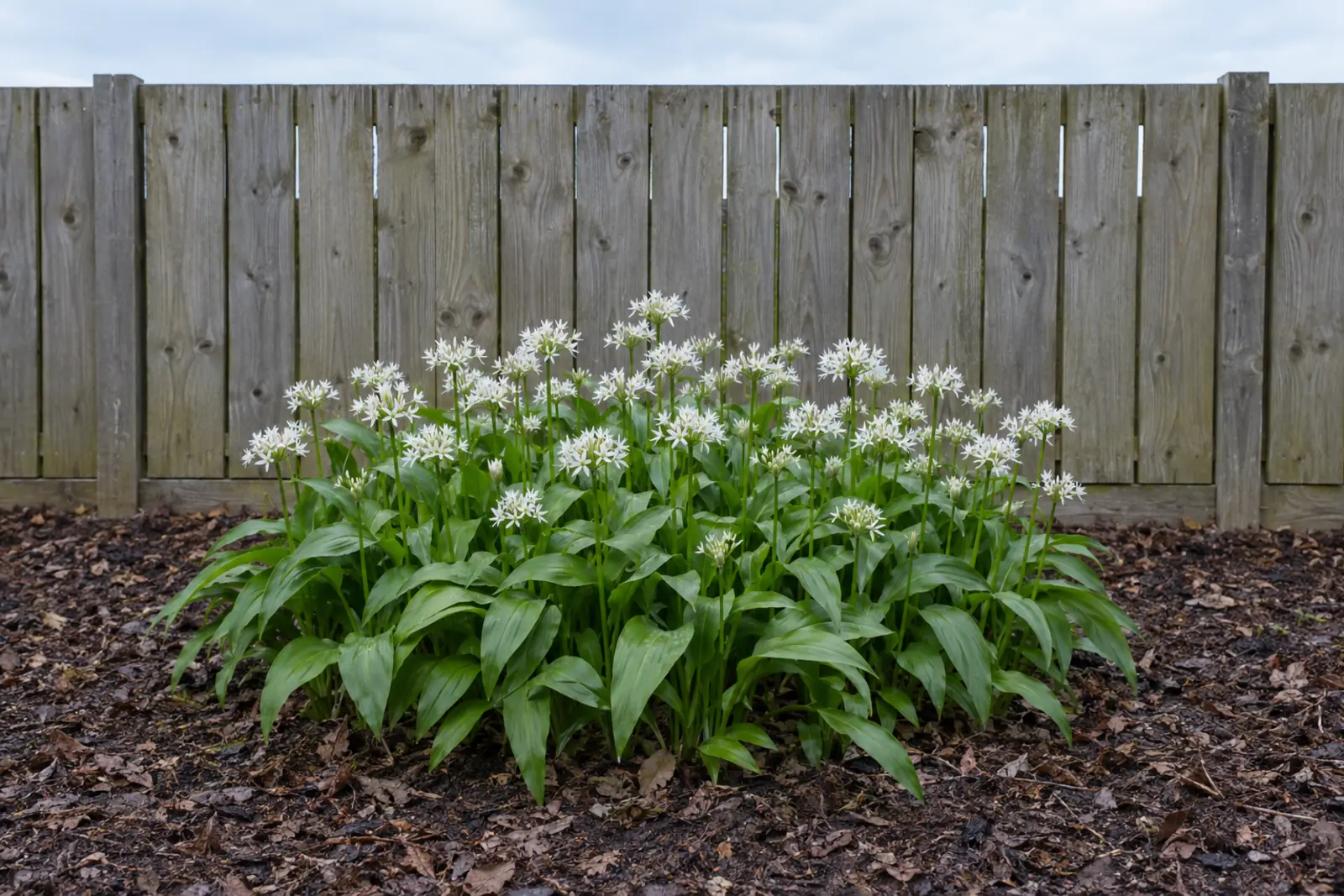 Eén lage pol daslook in een kaal bed voor een houten schutting, begin mei, met brede groene bladeren en losse bolletjes witte sterbloemen
