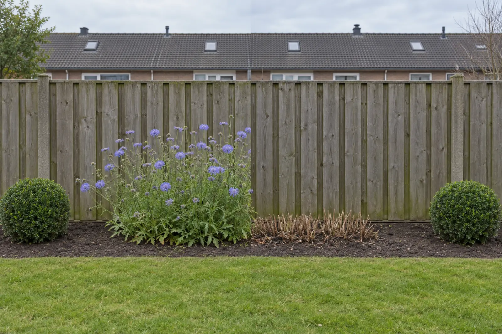 Een border voor een houten schutting in twee helften: links in augustus een groep bloeiend lilablauw duifkruid, rechts dezelfde plek in januari met alleen korte droge stoppels, met aan beide uiteinden een buxusbol