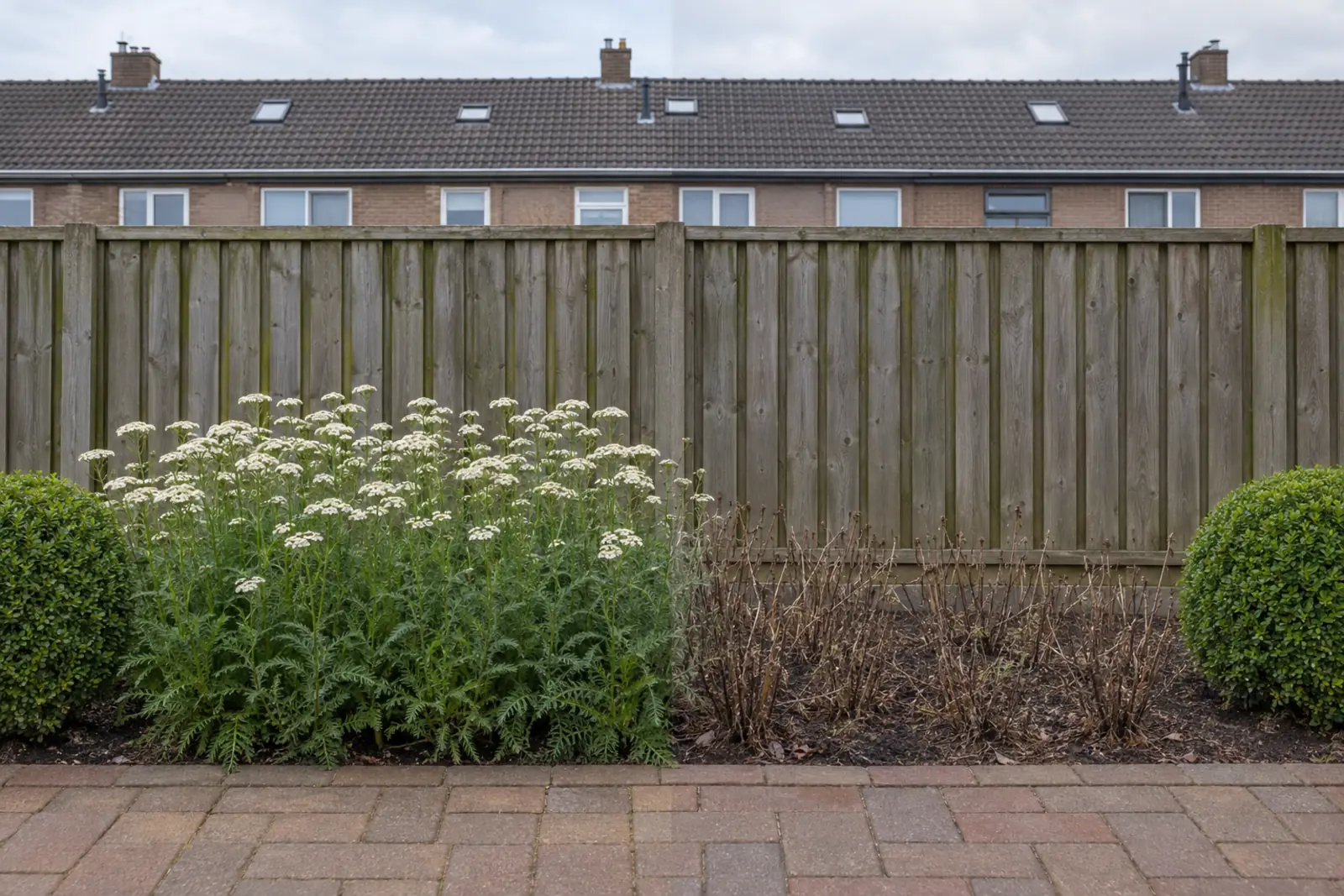 Een border voor een houten schutting in twee helften: links in juli met een brede pol bloeiend wit duizendblad, rechts dezelfde border in januari met alleen korte dode stengels op kale grond, met aan beide uiteinden een groene buxusbol