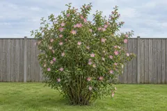 Eén egelantier als losse struik op een gazon voor een houten schutting, eind juni, vol roze bloemen met een licht hart