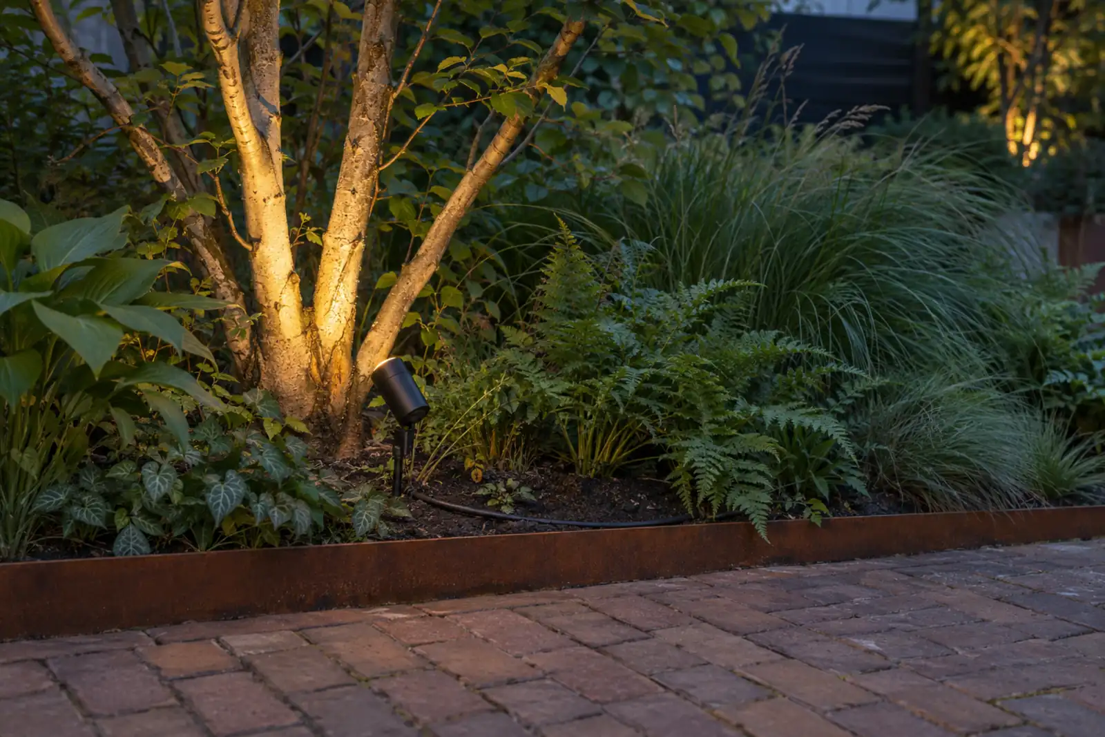 Een kleine zwarte spot op een grondpen licht de stammen van een meerstammige boom aan; de kabel loopt langs een cortenstalen rand de border in