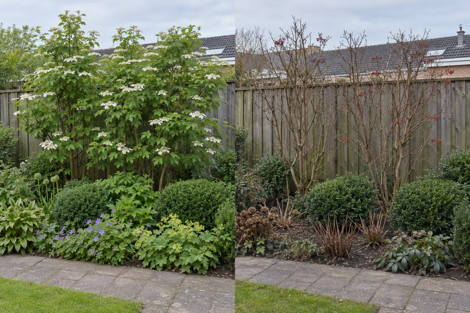 One border against a wooden fence, in two halves: on the left in late May with tall shrubs in leaf and white flowers, on the right the same border in January with bare grey twigs, a few bunches of red berries and clipped evergreen balls in front