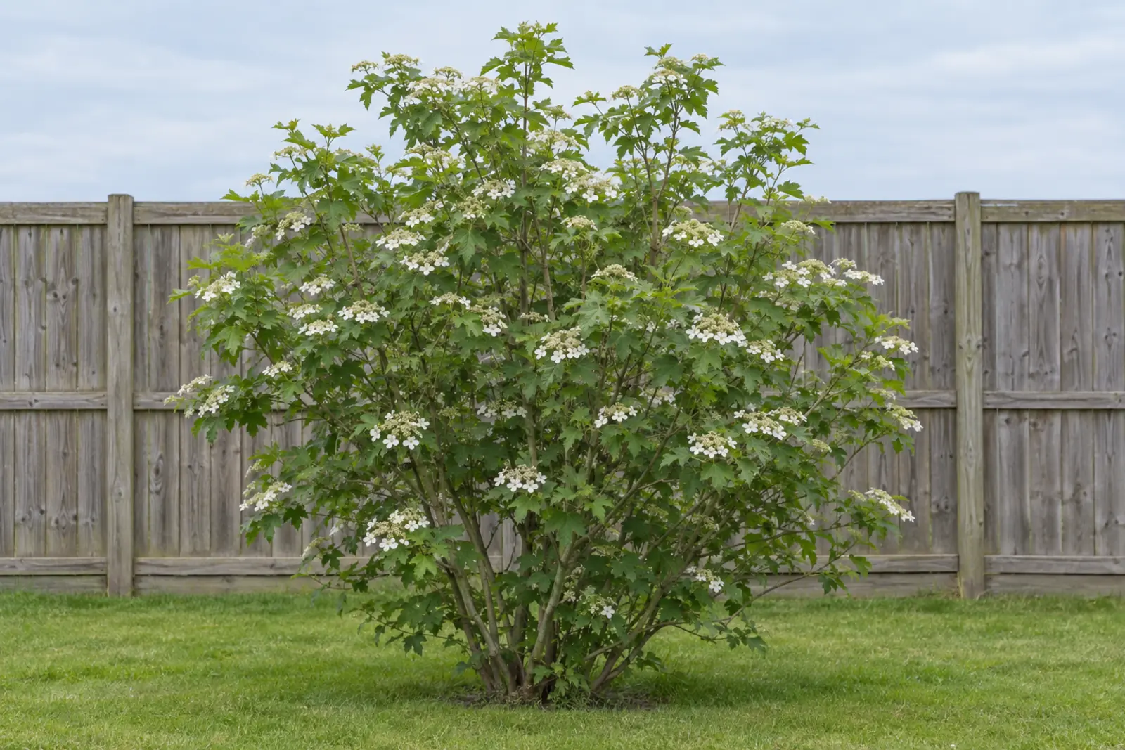 A single guelder rose as a free-standing shrub on a lawn in front of a wooden fence in late May, covered in flat white flower heads