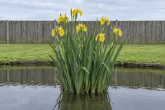 Eén pol wilde gele lis alleen in een tuinvijver in juni, met rechtopstaand blauwgroen blad en gele bloemen, voor een gazon en een houten schutting