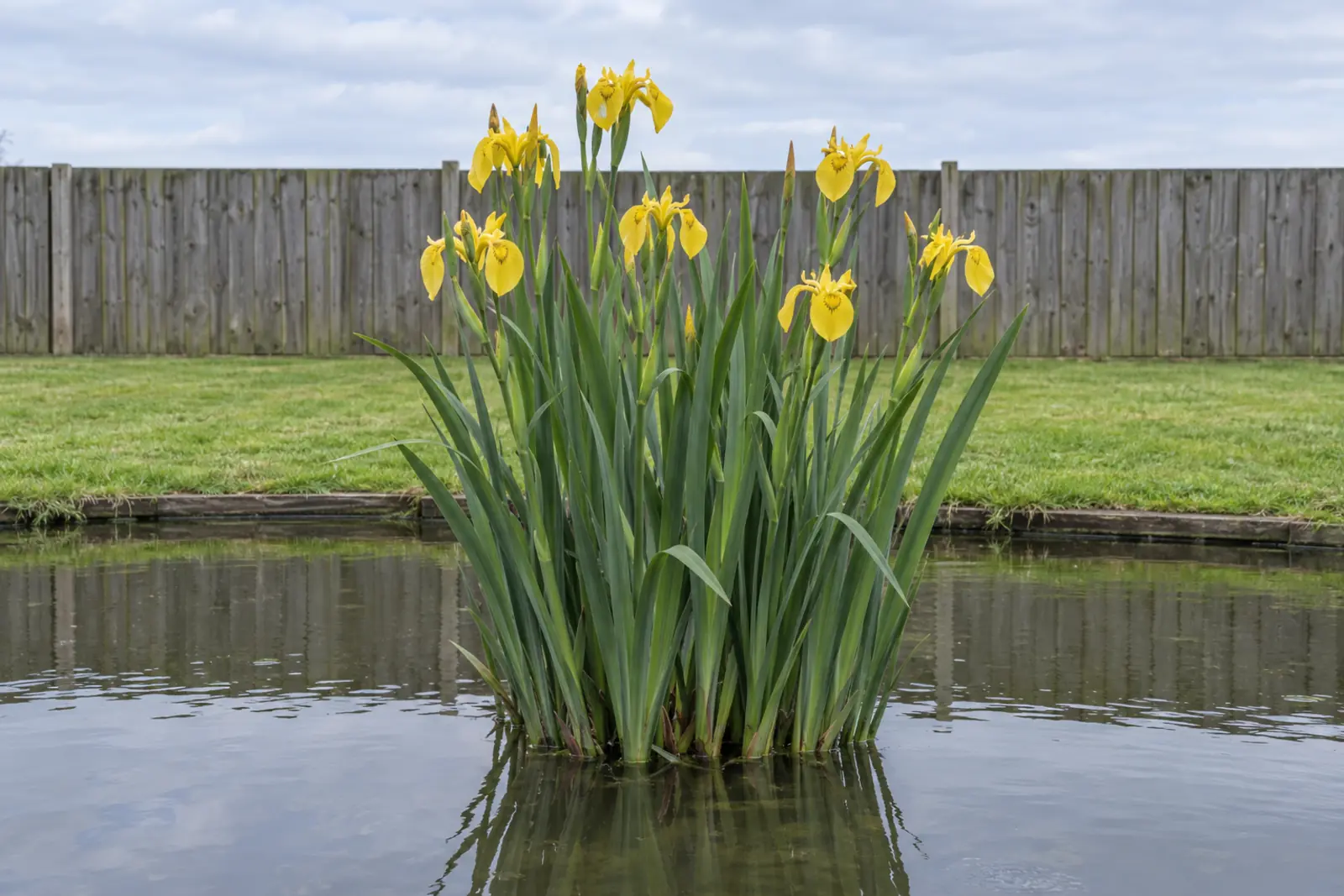 Eén pol wilde gele lis alleen in een tuinvijver in juni, met rechtopstaand blauwgroen blad en gele bloemen, voor een gazon en een houten schutting