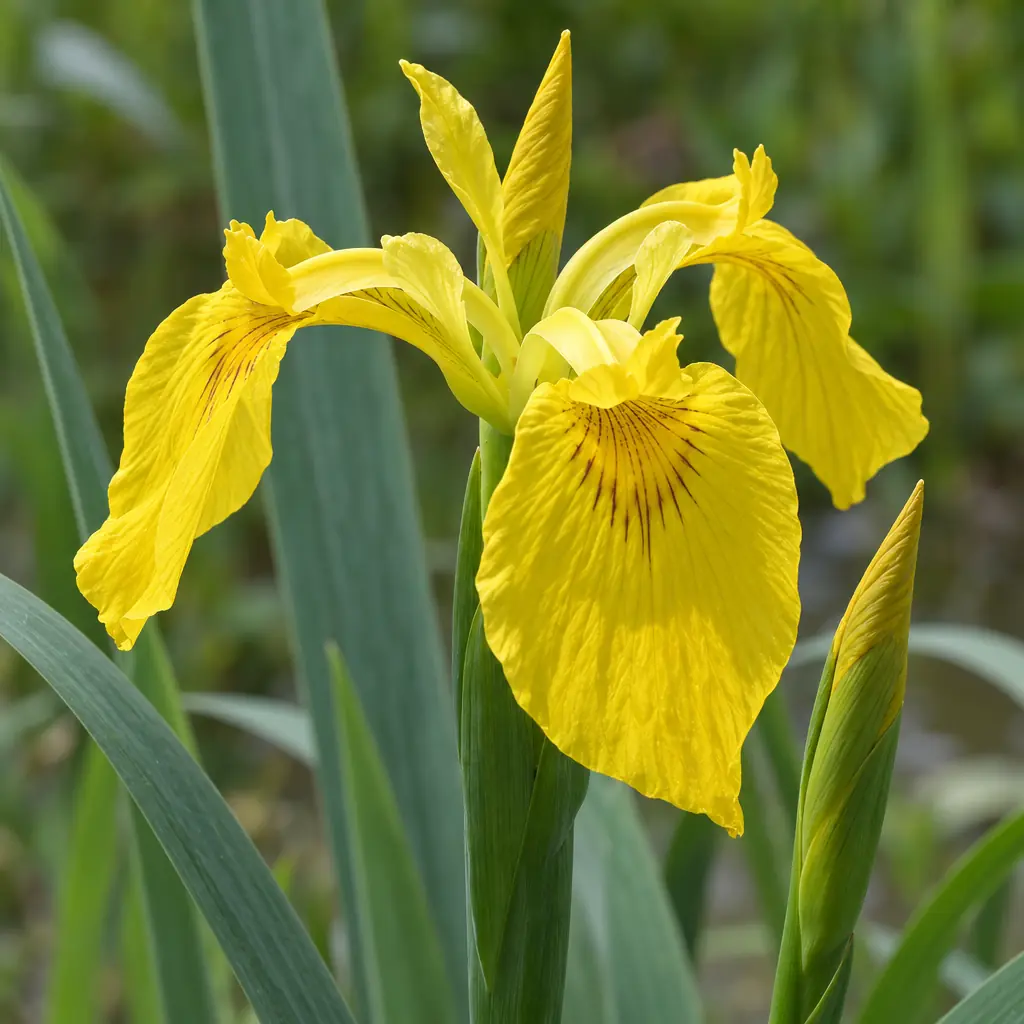 Een open gele bloem van gele lis met drie brede, hangende buitenste bloemblaadjes vol bruine adertjes, naast een gesloten knop