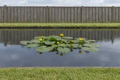 Eén groep gele plomp in een tuinvijver voor een houten schutting, eind juni, met drijvende bladeren en kleine gele bloemen op stelen boven het water