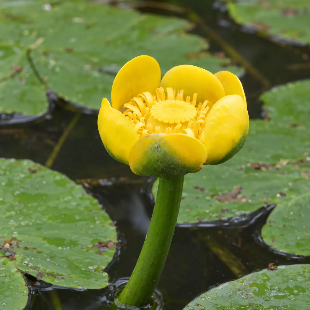 Eén bloem van gele plomp op een groene steel boven het water, een geel kommetje van dikke kelkbladen rond een platte stempelschijf
