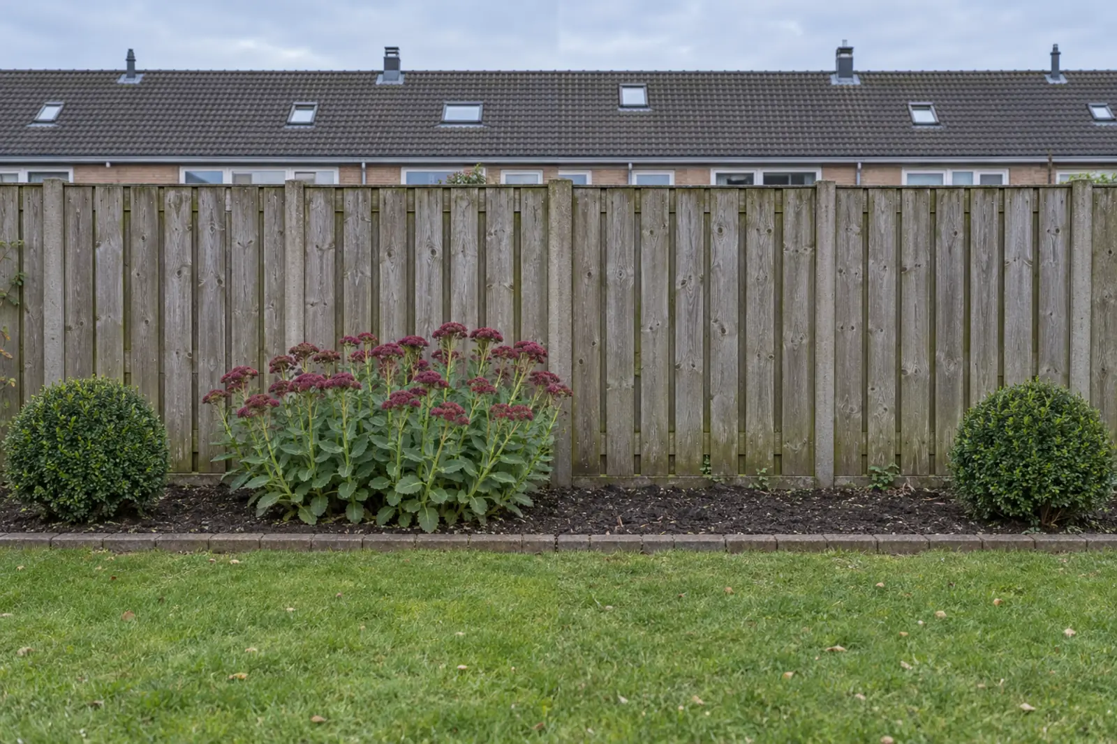 Een border voor een houten schutting in twee helften: links in augustus een brede pol bloeiende hemelsleutel met paarsrode schermen, rechts dezelfde border in januari met kale grond, met aan beide uiteinden een buxusbol