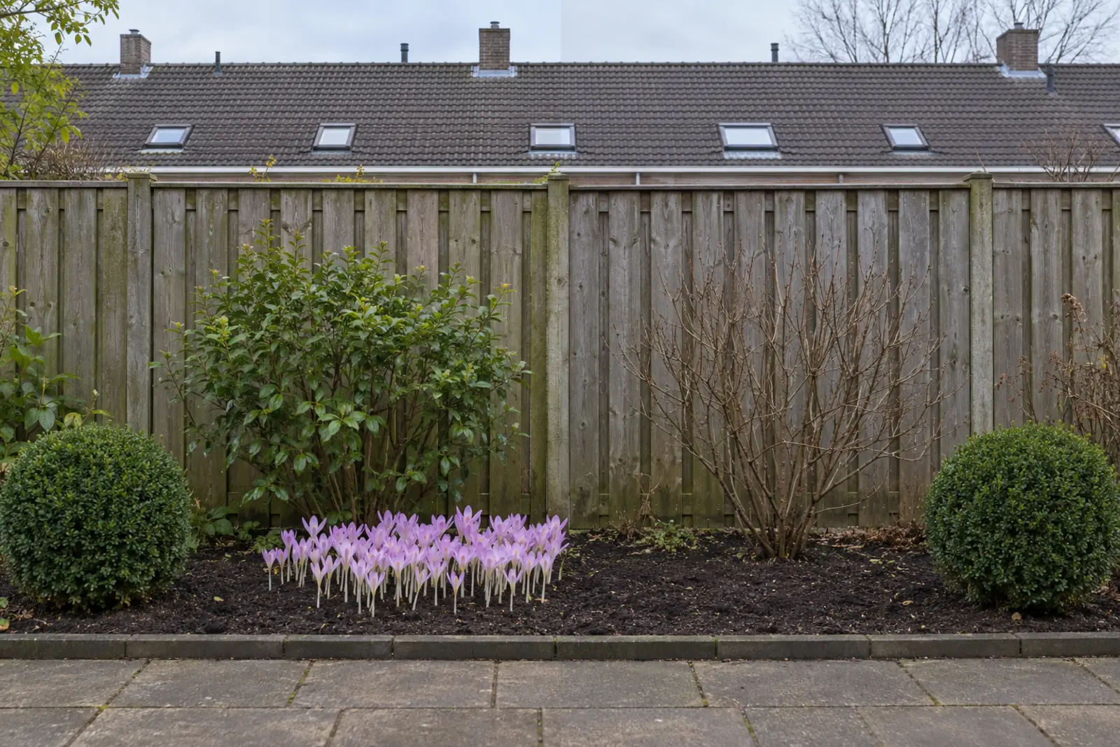 Een border voor een houten schutting in twee helften: links in september een groep roze-lila herfsttijloos zonder blad voor een groene struik, rechts in januari kale grond voor een kale struik