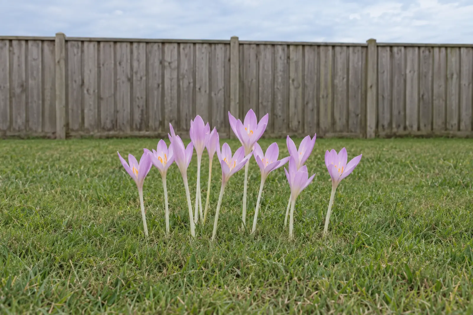 Een losse groep herfsttijloos in een gemaaid gazon voor een houten schutting, in september: een tiental roze-lila bloemen op lange witte buizen, zonder blad