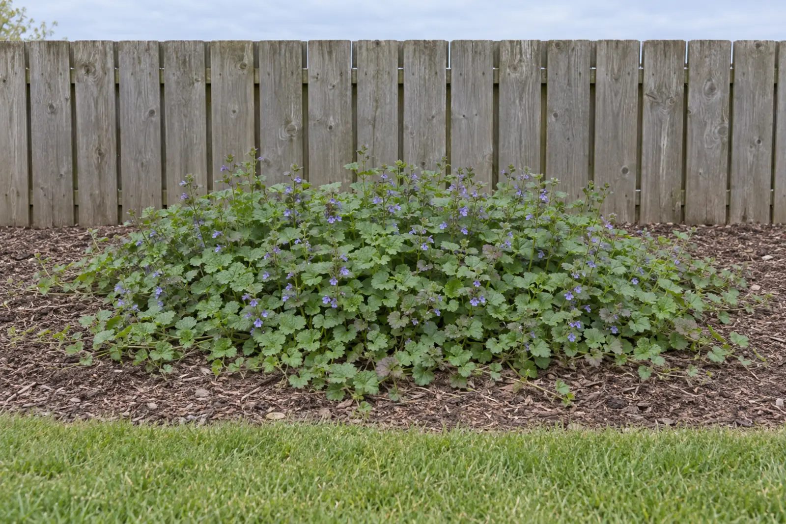 One low mat of ground ivy in an otherwise empty bed of wood chips in front of a wooden fence in early May, with round scalloped leaves and small blue-violet flowers