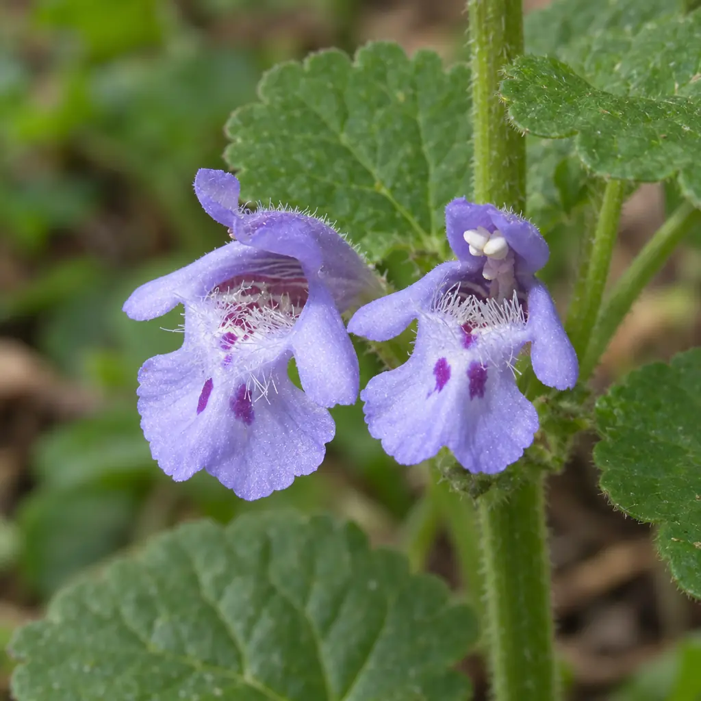 Two blue-violet two-lipped ground ivy flowers in a leaf axil, with dark purple spots and white hairs on the lower lip