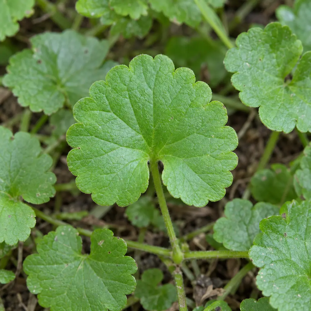 A round, kidney-shaped ground ivy leaf with a heart-shaped base and a scalloped edge, among other small leaves of the mat