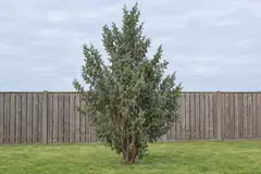 One wild common juniper as a free-standing shrub on a lawn in front of a wooden fence, in September, with prickly grey-green needles and blue-black berries