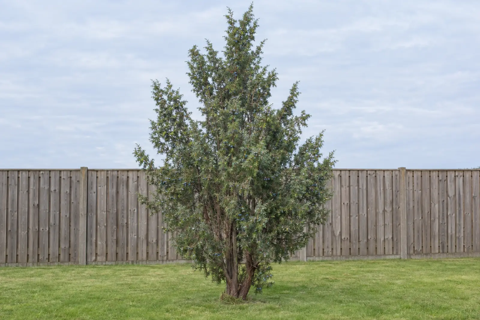 One wild common juniper as a free-standing shrub on a lawn in front of a wooden fence, in September, with prickly grey-green needles and blue-black berries