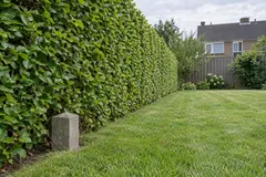 Achtergrens van een tuin langs een geschoren beukenhaag, met vooraan in het gras een klein grijs betonnen grenspaaltje aan de voet van de haag