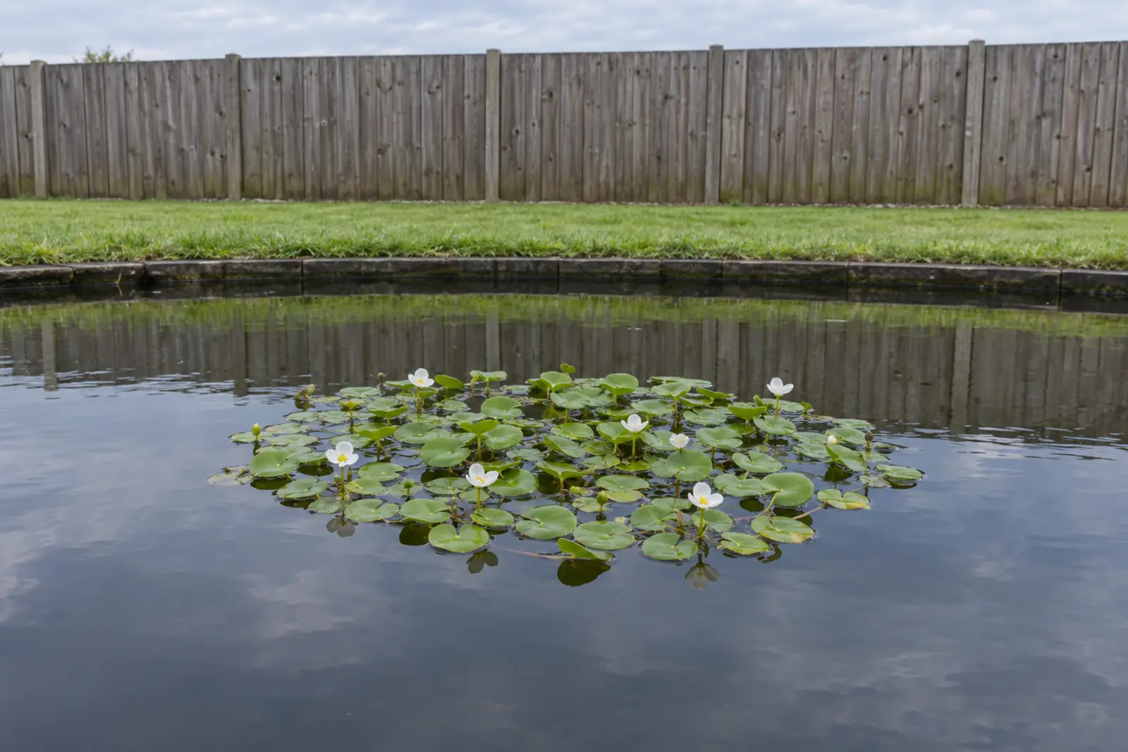 One floating group of frogbit in a garden pond in front of a wooden fence, in July, with small round leaves and white flowers with three petals