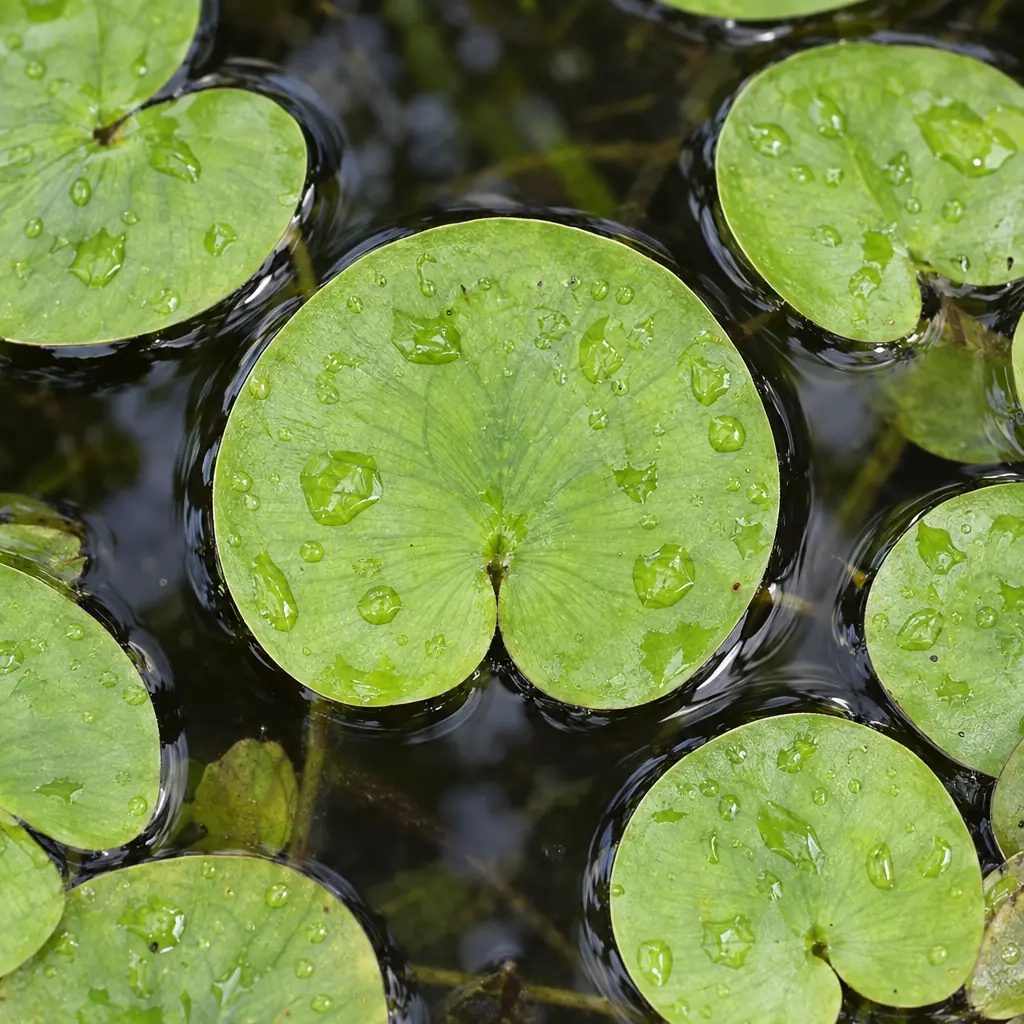 Floating frogbit leaves on dark pond water, small and almost round, with a deep heart-shaped notch at the base and raindrops on them