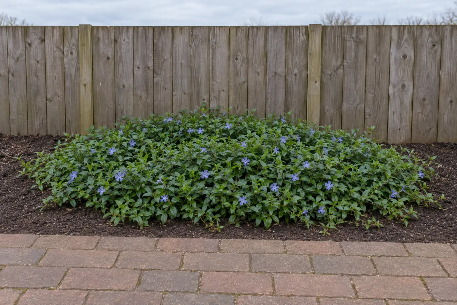 One continuous carpet of lesser periwinkle in an otherwise empty bed in front of a wooden fence in late April, with glossy dark green leaves and scattered light blue flowers