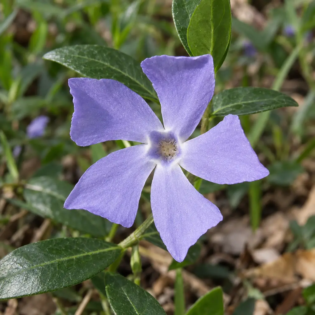 A single light blue lesser periwinkle flower with five flat petals around a pale centre, among glossy dark green leaves