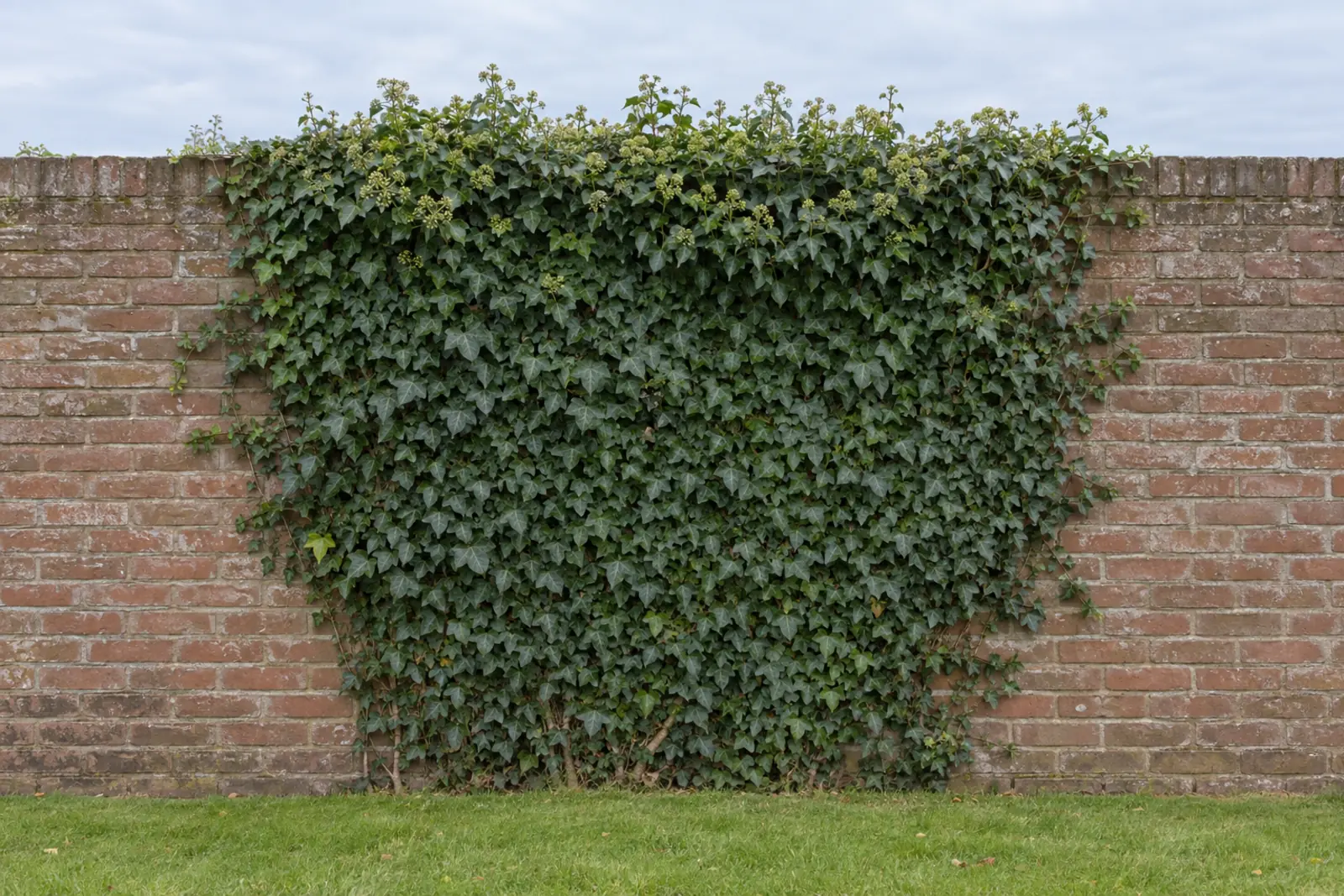 Eén klimop plat tegen een oude bakstenen tuinmuur boven een gazon, eind september, met gelobd donkergroen blad en bovenop ronde geelgroene bloemhoofdjes
