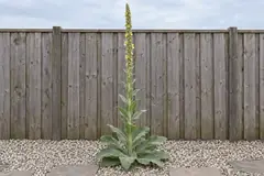 One flowering great mullein alone in a gravel bed in front of a wooden fence: a rosette of woolly grey-green leaves and one tall spike of small pale-yellow flowers