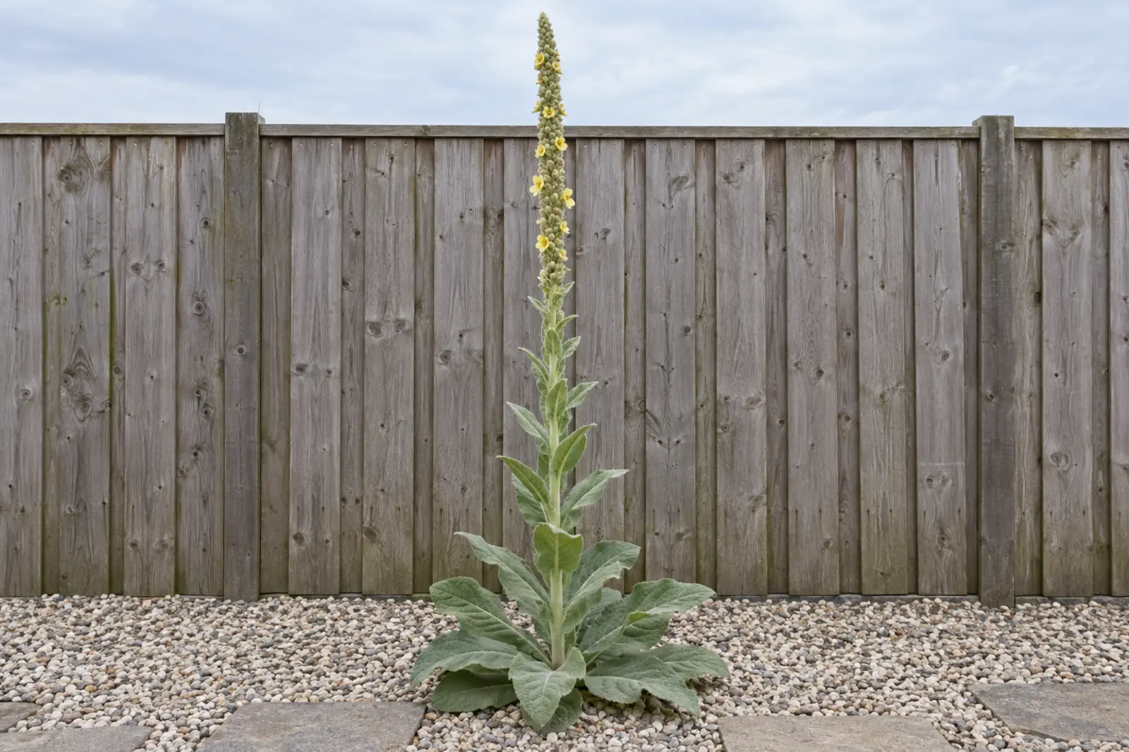 One flowering great mullein alone in a gravel bed in front of a wooden fence: a rosette of woolly grey-green leaves and one tall spike of small pale-yellow flowers