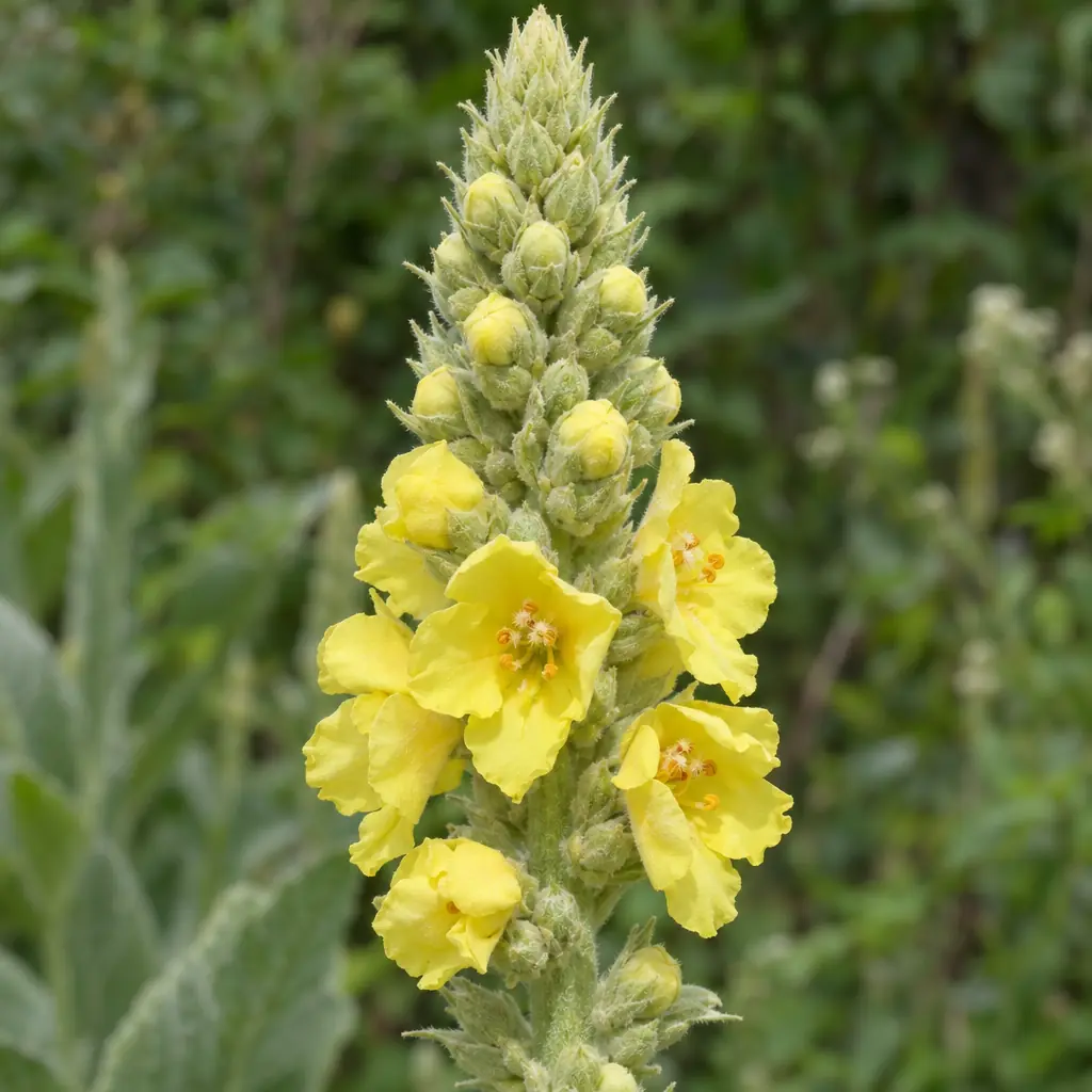 The top of a great mullein flower spike in July: woolly grey-green buds and a few pale-yellow, funnel-shaped flowers with orange anthers